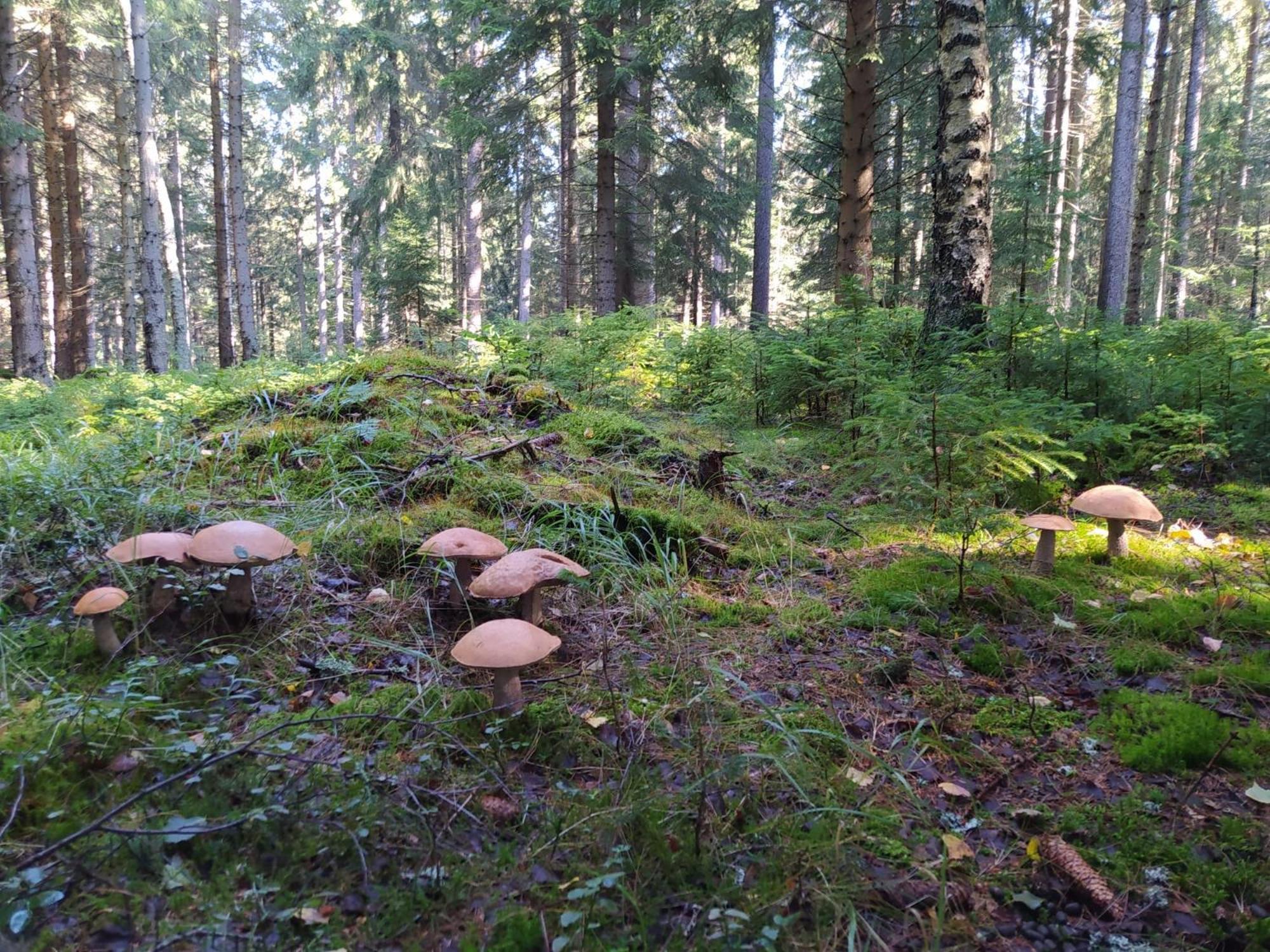 Chata Plesivka Abertamy Dış mekan fotoğraf